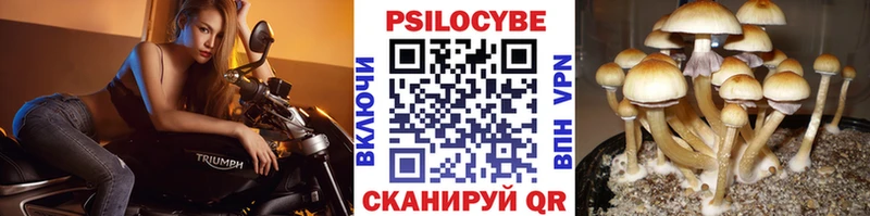 Псилоцибиновые грибы Psilocybe  Чишмы 